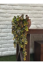 Sarkıt Şimşir Bitkisi 75 cm