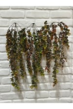 Sarkıt Şimşir Bitkisi 75 cm