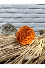 Turuncu Solmayan Gül (6lı kutu)
