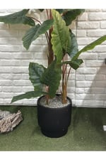 Yapay Fil Kulağı Ağacı 180cm 3 Gövdeli (saksı ile)