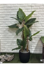 Yapay Fil Kulağı Ağacı 180cm 3 Gövdeli (saksı ile)