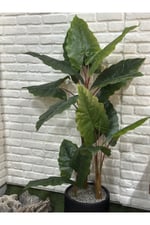 Yapay Fil Kulağı Ağacı 180cm 3 Gövdeli (saksı ile)