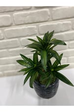 Yapay Koyu Yeşil Dracaena Dalı – Dekoratif Yapay Bitki – 3 Dallı