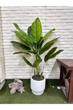 Yapay Muz Ağacı 180cm Beyaz Saksılı