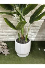 Yapay Muz Ağacı 180cm Beyaz Saksılı
