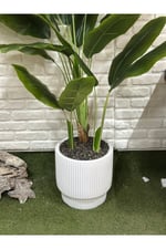 Yapay Muz Ağacı 180cm Beyaz Saksılı