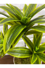 Yapay Yeşil Dracaena Dalı – Dekoratif Yapay Bitki – 3 Dallı