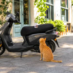 Oxicare Roll-On Kedi Tırmalama Önleyici Jel – Mobilyalarınız Güvende, Patili Dostunuz Huzurlu!
