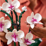 ADOL-LAD10311 ORCHID 6