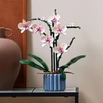 ADOL-LAD10311 ORCHID 6