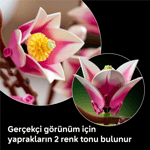 ADOL-LAD11510ADOL-LAD11510 MANOLYA DALLARI 4
