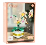 EKC-33039 BRICKS PLANT COLLECTION PHALAENOPSIS 12