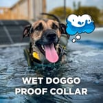 Dogtra CUE E-Yaka Su Geçirmez Şarj Edilebilir - Köpek Eğitim Tasması