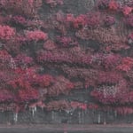 Sleep Token - Even In Arcadia (Limited Edition - Metallic Gold Vinyl) - Plak