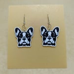 FRENCH BULLDOG  SALLANTILI KÜPE