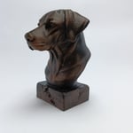 Labrador  - Büst