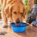 Demirhan Kedi ve Köpek Katlanır Silikon Mama ve Su Kabı 13 cm (Karışık Renkli)