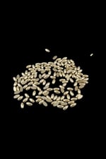 10x5 mm Gold Boncuk (30 Gr 240 Adet)