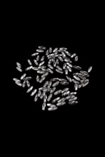 14x5 mm Metalik Gri Arpa Takı Malzemesi Boncuk (30 Gr 170 Adet)
