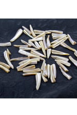 6x32 mm Tek Delikli Deve Dişi Modeli Krem Doğal Taş Boncuk (20 Gram Yaklaşık 15 Adet)
