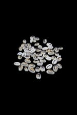 Deniz Salyangoz Kabukları 16 mm Krem Boncuk (40 Adet)