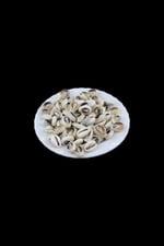 Deniz Salyangoz Kabukları 16 mm Krem Boncuk (40 Adet)