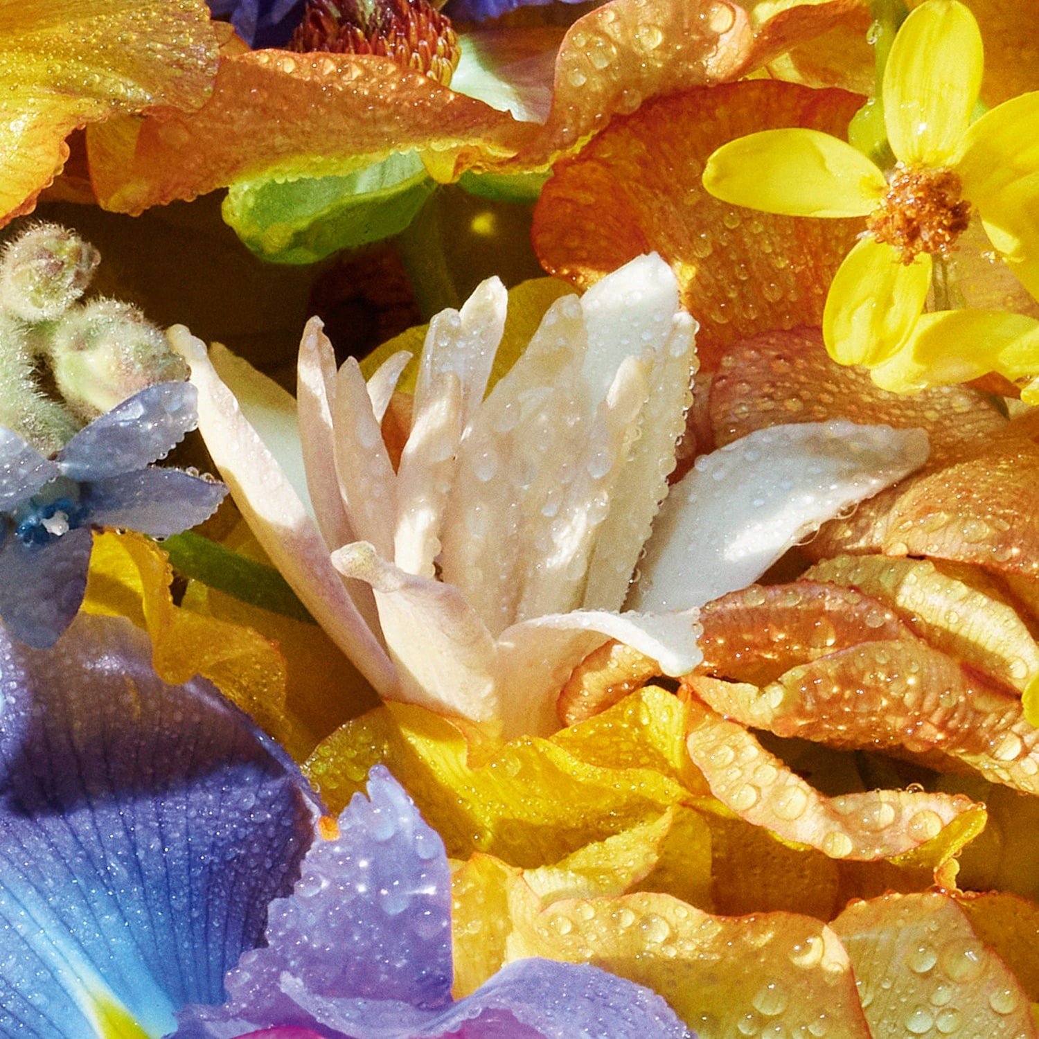 aqua-allegoria-florabloom-eau-de-toile-f-132d.jpg