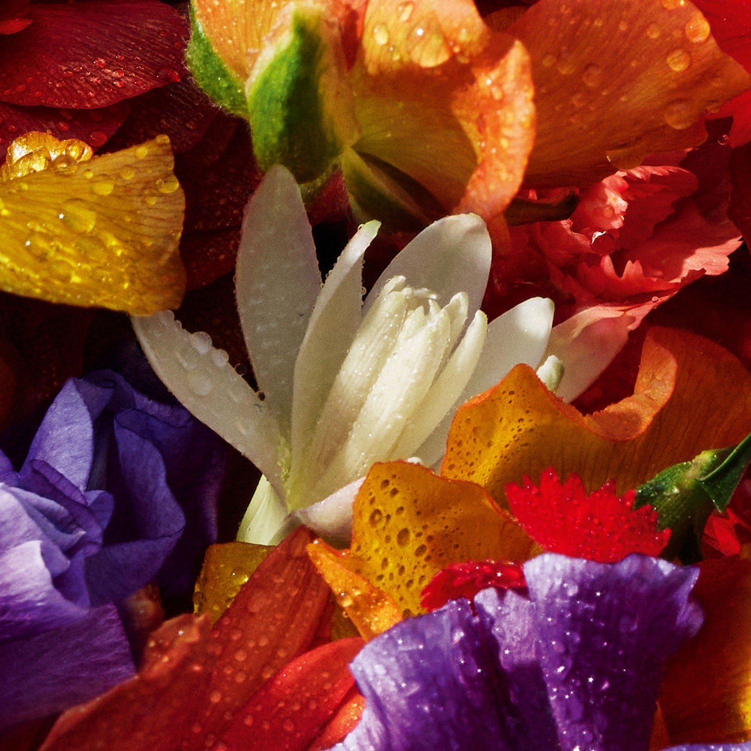 aqua-allegoria-florabloom-forte-eau-de-5ac688.jpg