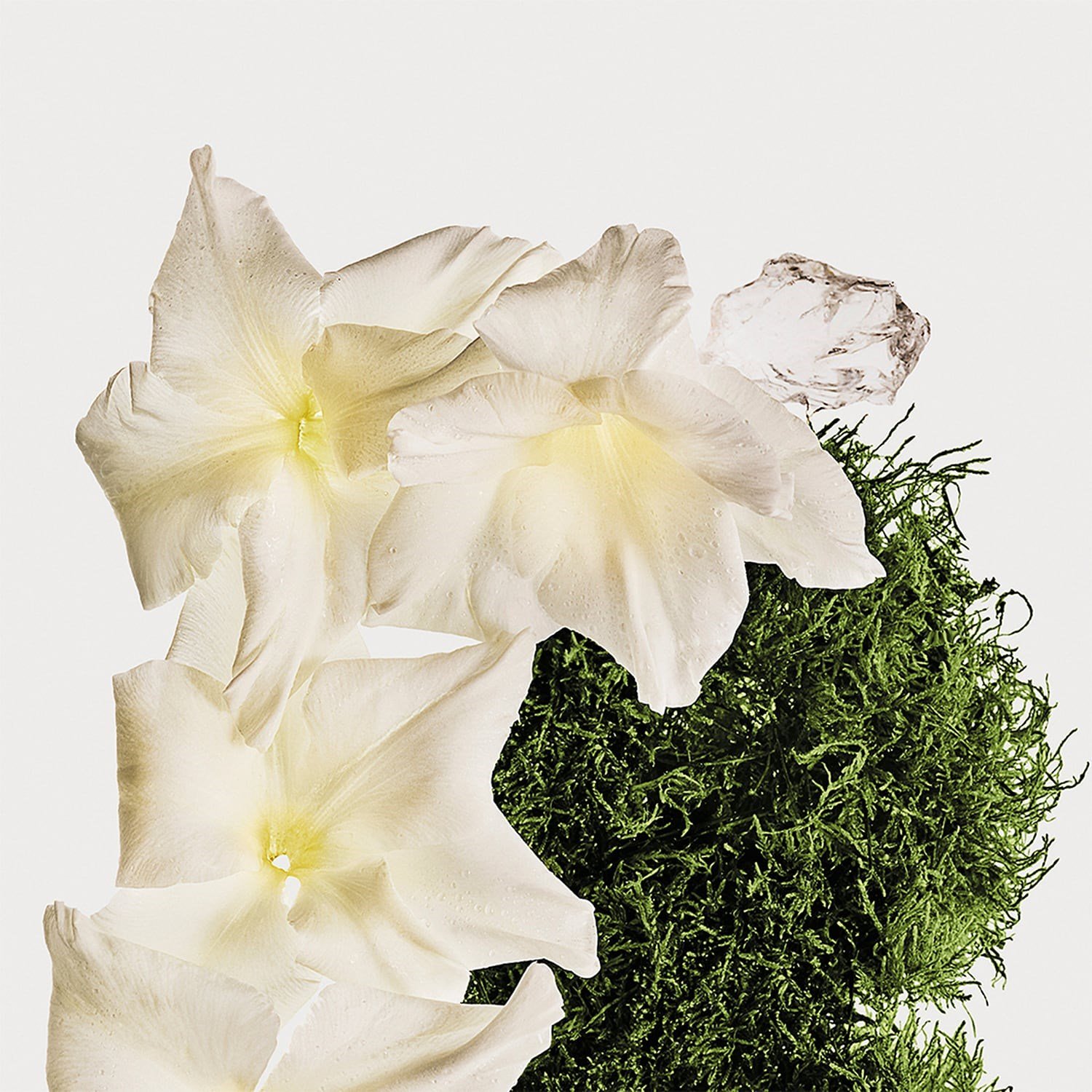 ck-cotton-musk-hair-body-perfume-mist-e-6191.jpg