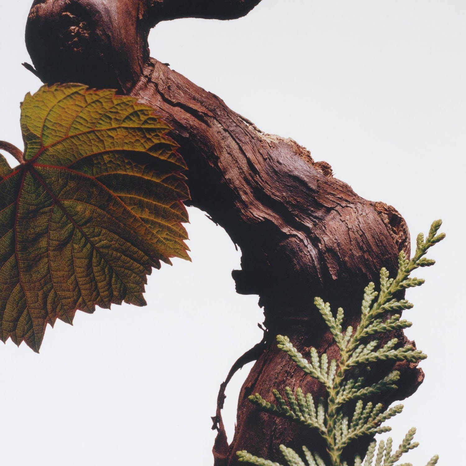 cypress-grapevine-cologne-cypress-grap-4d3f0-.jpg