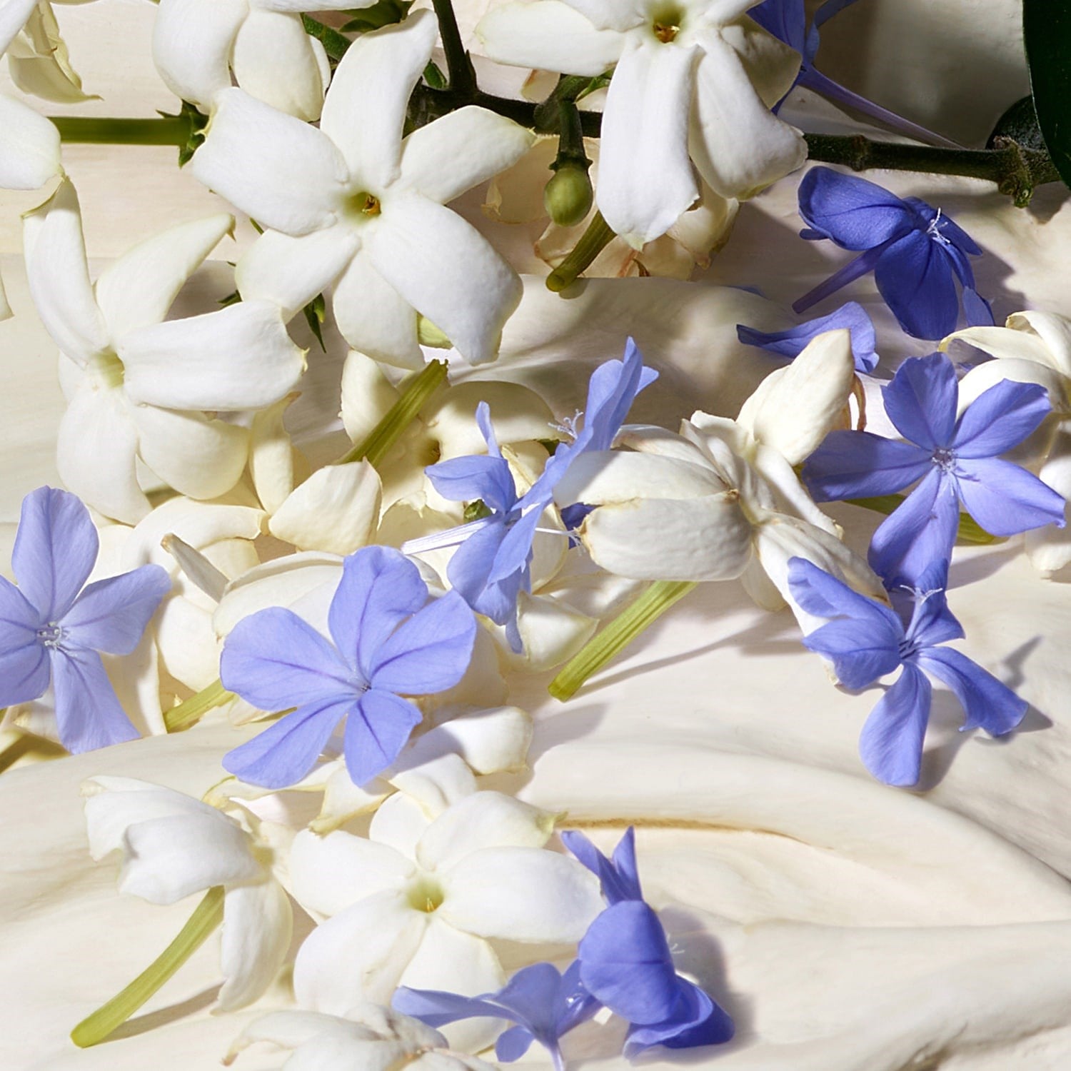 dolce-blue-jasmine-eau-de-parfum-54-6cb.jpg