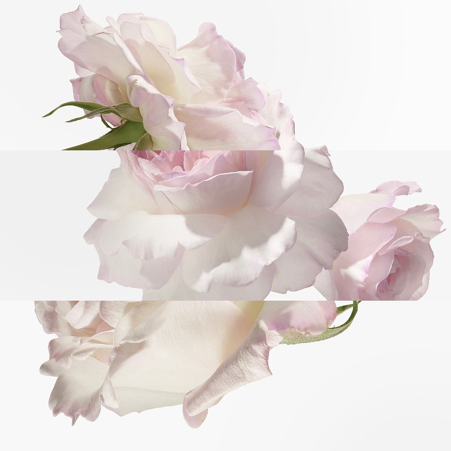 eau-de-pamplemousse-rose-eau-de-cologn-6-9d01.jpg