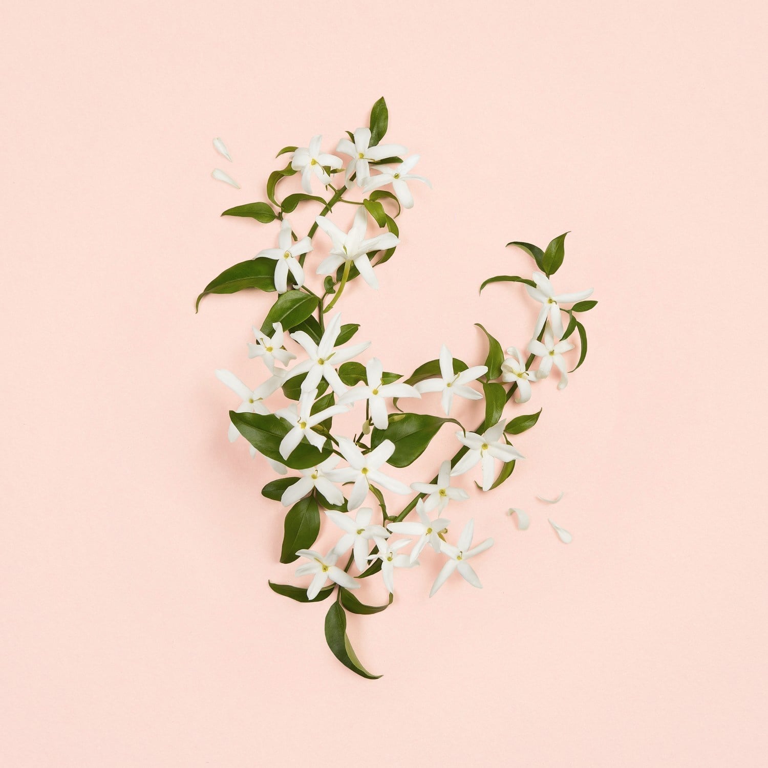 gucci-bloom-ambrosia-doro-7-1234.jpeg