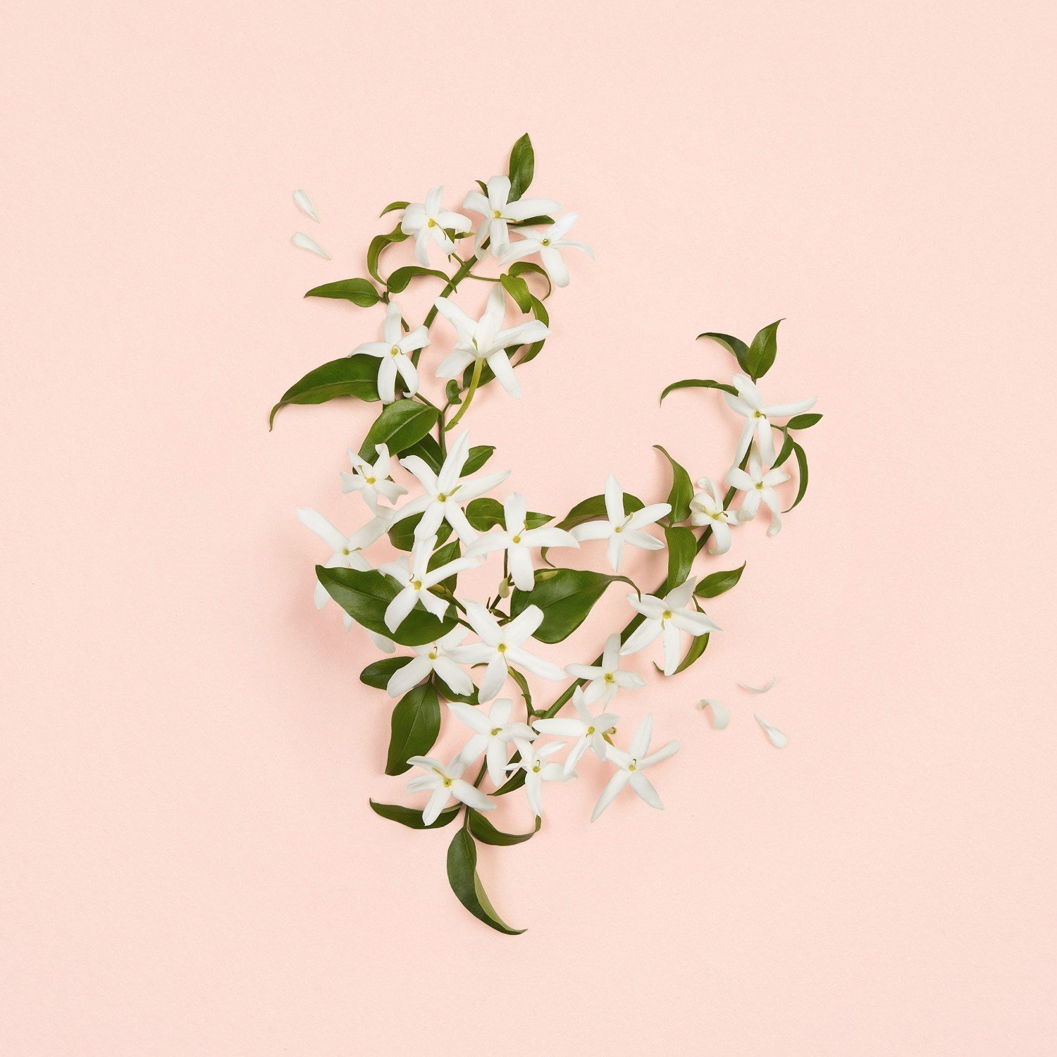 gucci-bloom-ambrosia-doro-81380f.jpeg