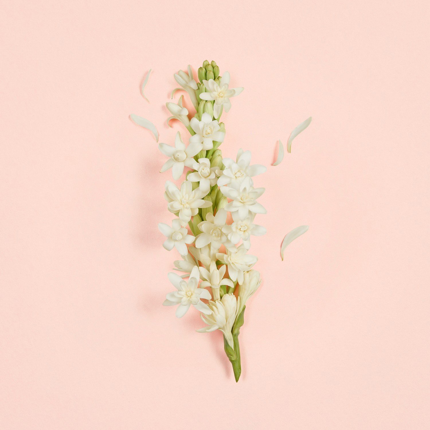 gucci-bloom-ambrosia-doro-e7-9d4.jpeg