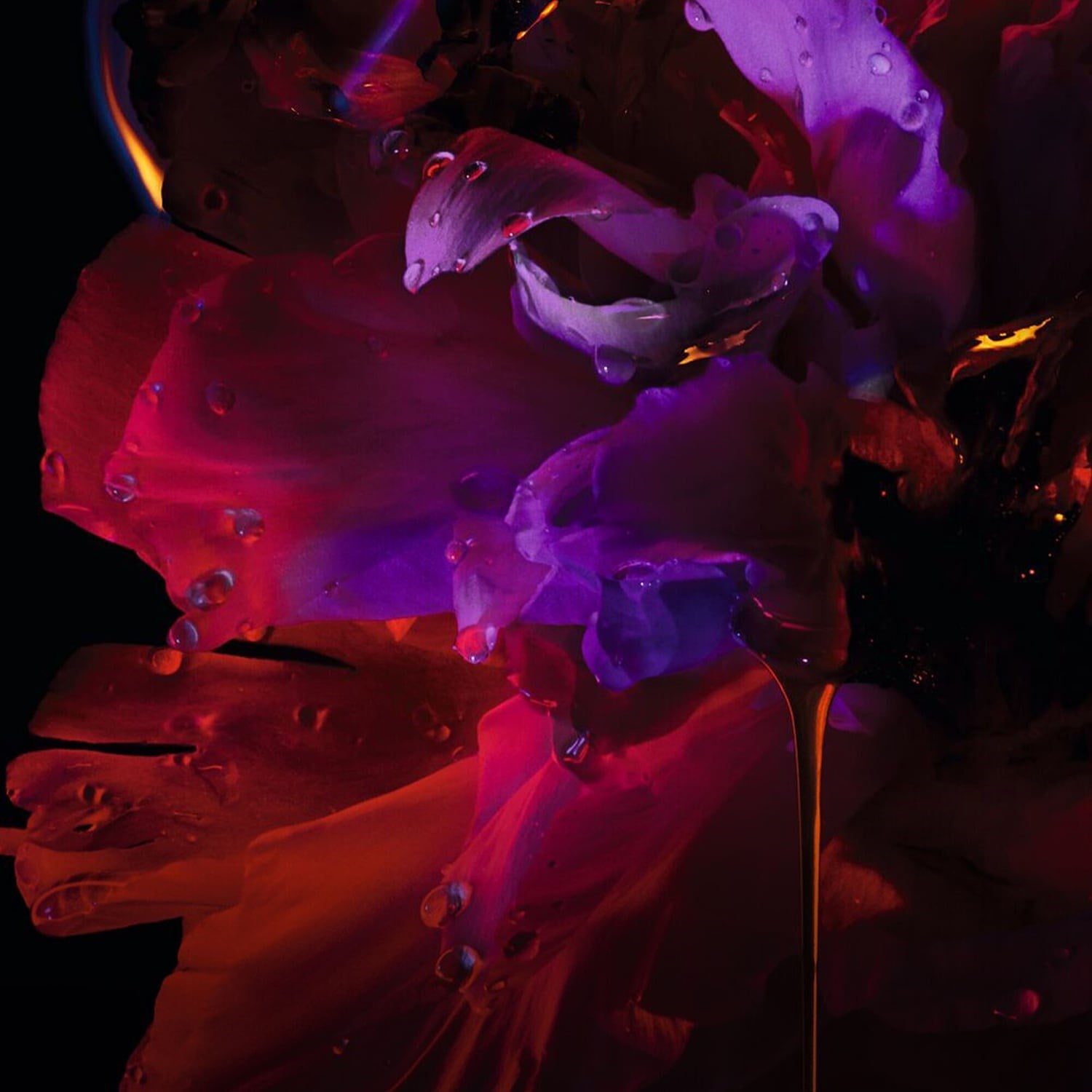 hypnotic-poison-eau-de-parfum-f-aef1.jpg
