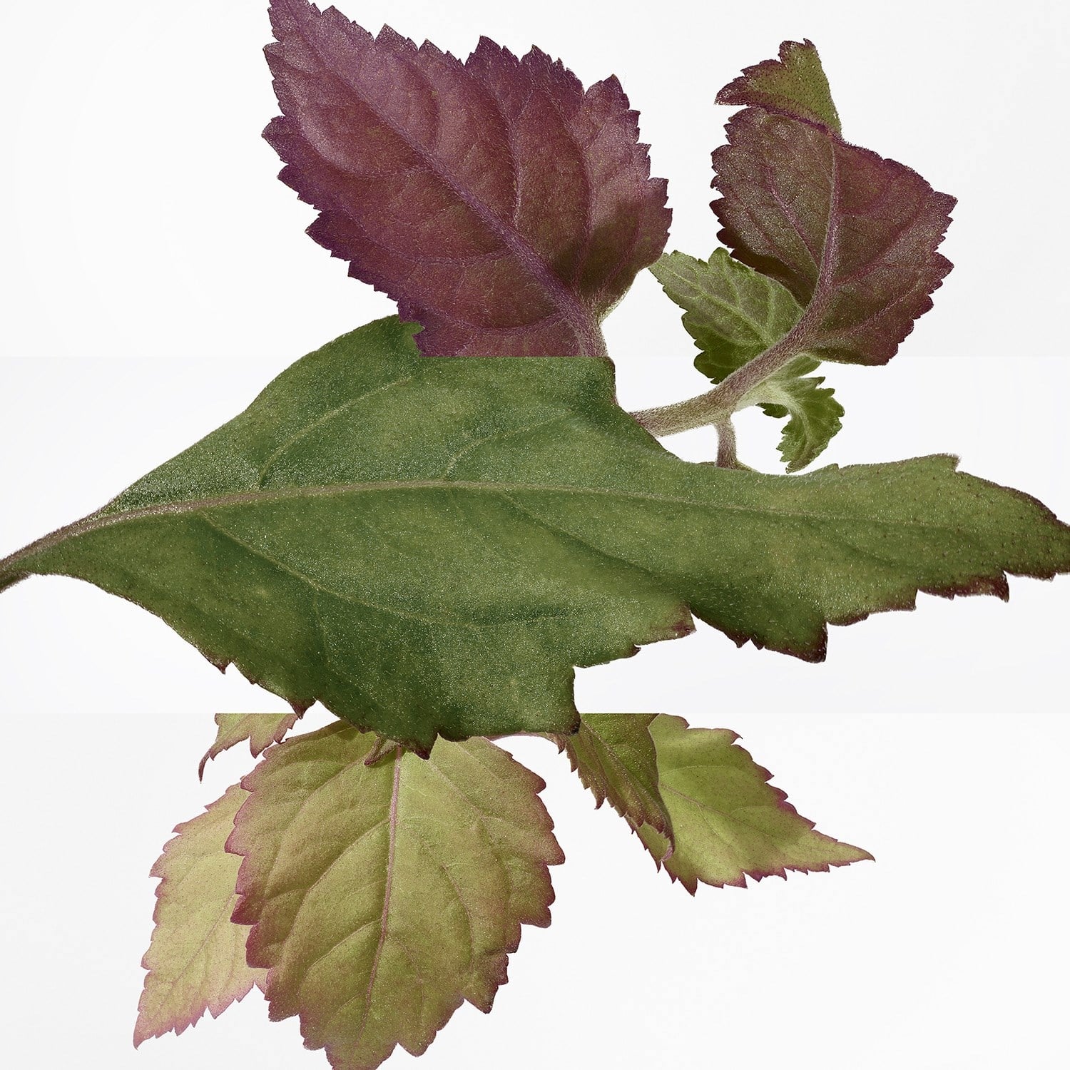 lambre-des-merveilles-eau-de-parfum-bc75-7.jpg