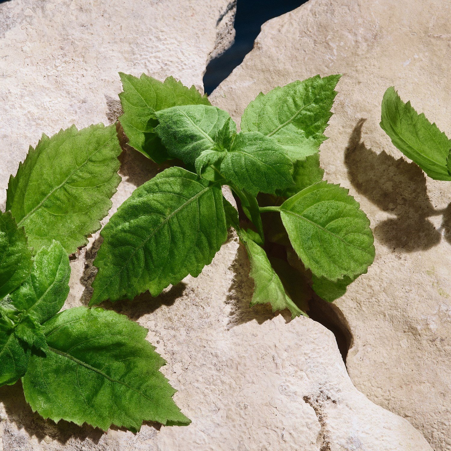light-blue-capri-in-love-pour-homme-ea-50acf7.jpg