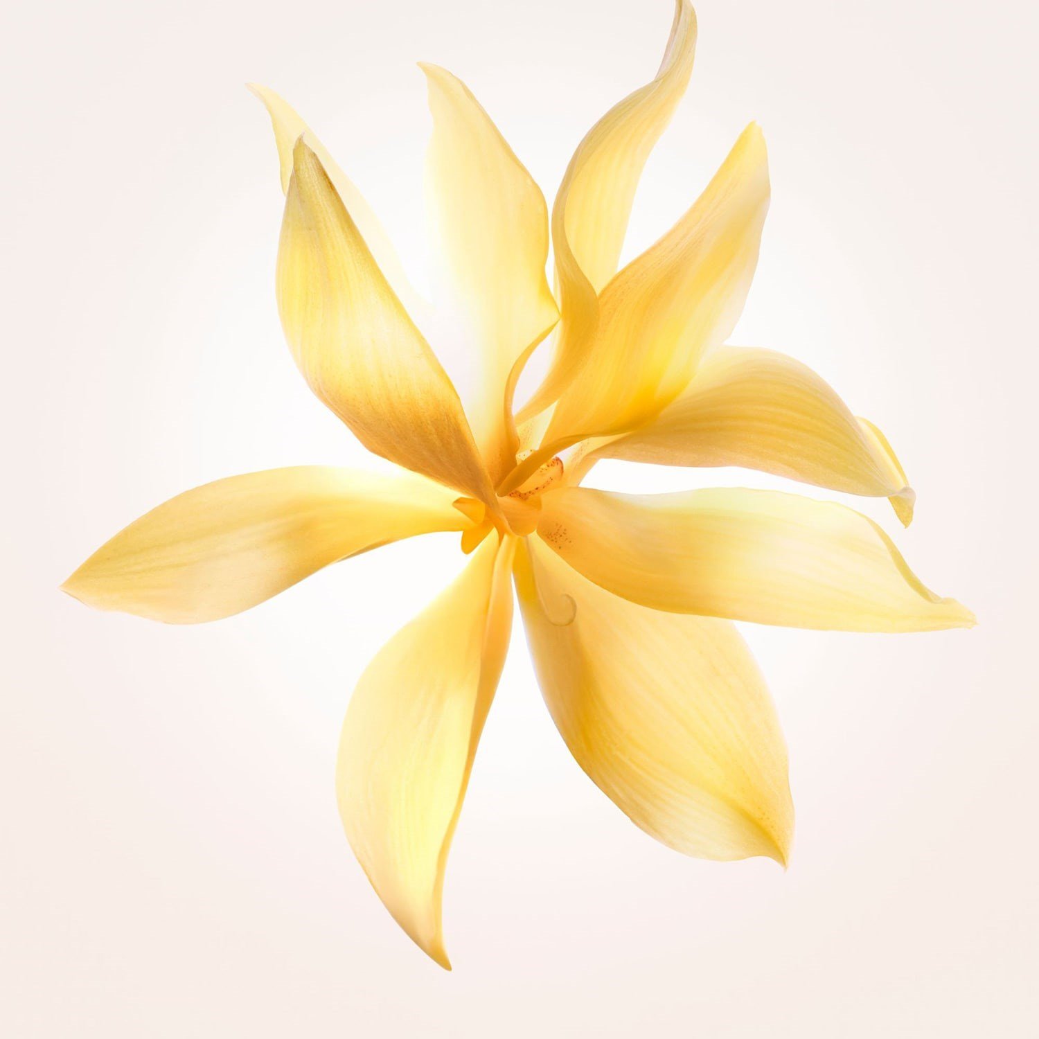 narciso-ambre-eau-de-parfum-fe-fc6.jpg