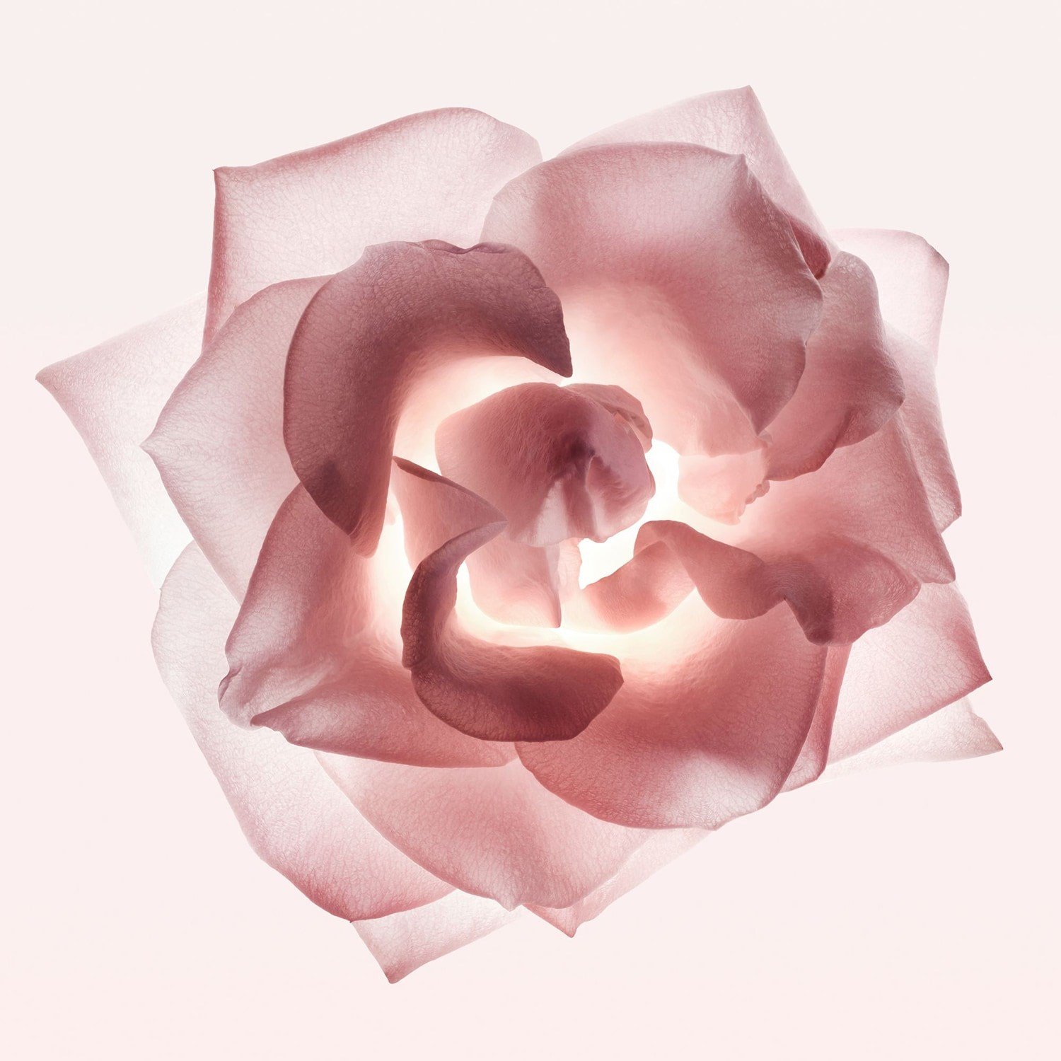 narciso-cristal-eau-de-parfum-7-92f7.jpg