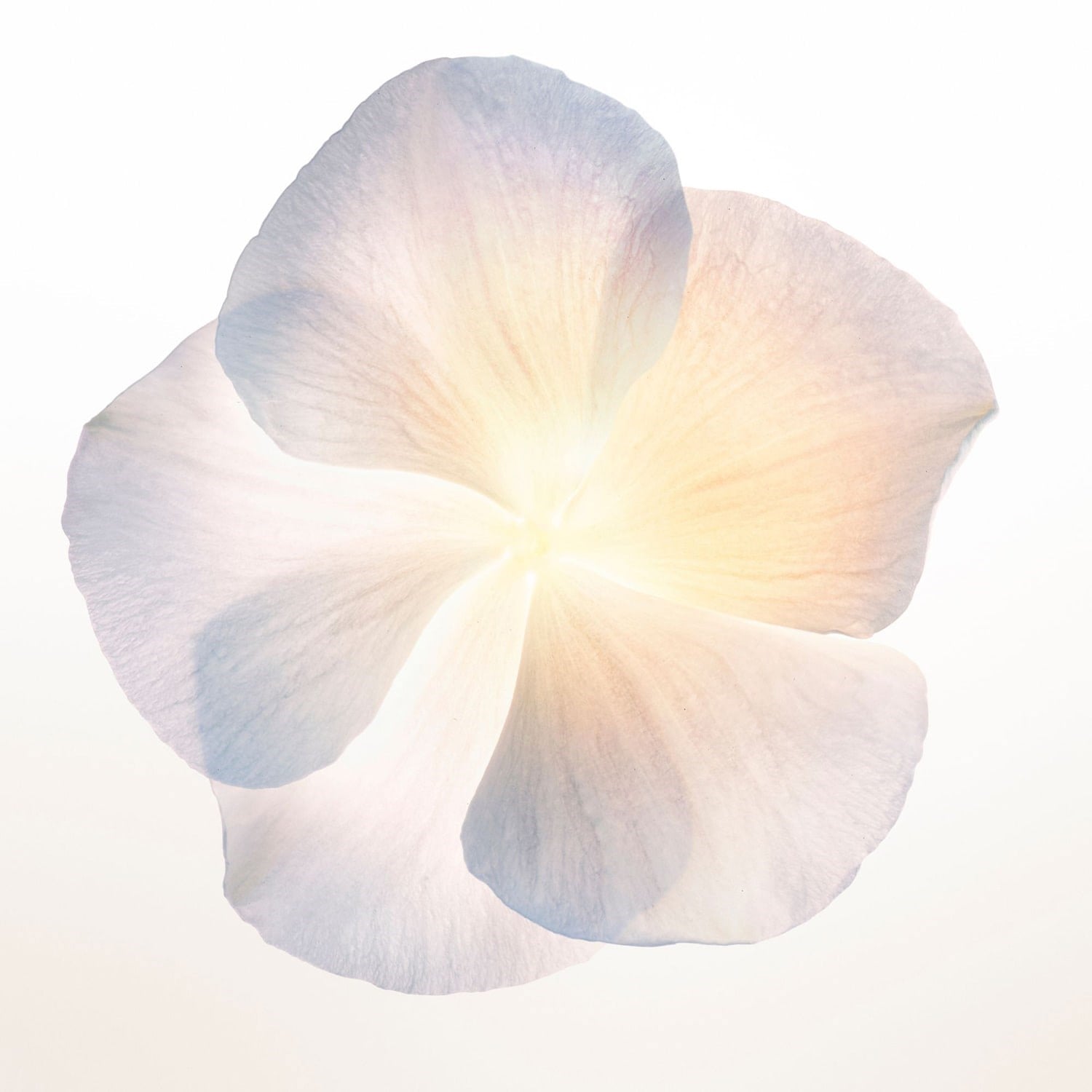 narciso-poudre-eau-de-parfum-03dfd1.jpg