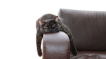 Kedi Depresyonu