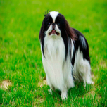 Japanese Spaniel