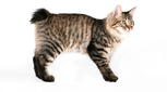 American Bobtail