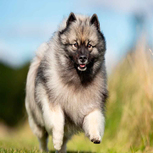 Keeshond Köpeği