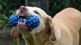 köpek oyuncakları