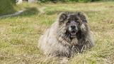kars çoban köpeği