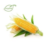 Organik Mısır Süt (adet) Organicasa görseli.