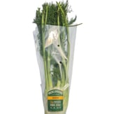 Fençel Rezene (adet) Medel Greens görseli.
