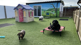Köpekler Hakkında